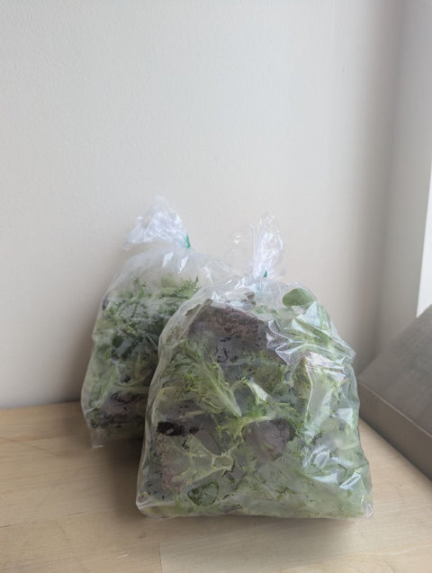 Lettuce Mix | Alexandra’s Farm