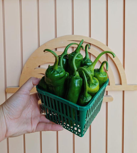 Shishito Pepper | Alexandra’s Farm