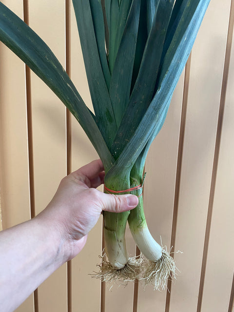 Leeks | Alexandra’s Farm