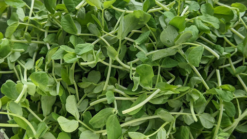 Peashoot Microgreens | Alexandra's Farm