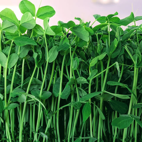 Peashoot Microgreens | Alexandra's Farm